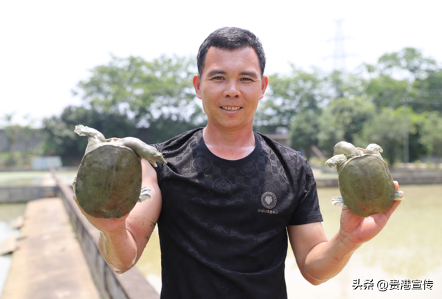 致富经！贵港这个村藏了“金龟”