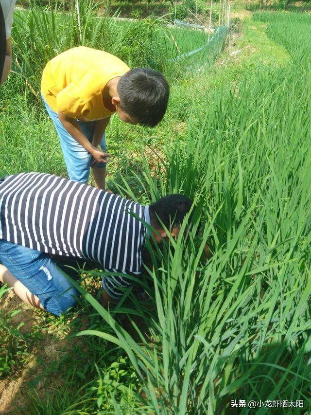 什么样的水体环境才适合鳝鱼的生长繁殖呢？这里与你想要的答案