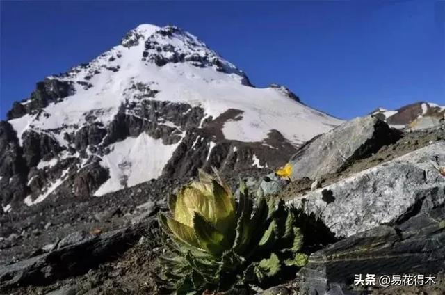 国家Ⅱ级保护濒危珍稀植物：天山雪莲频临灭绝