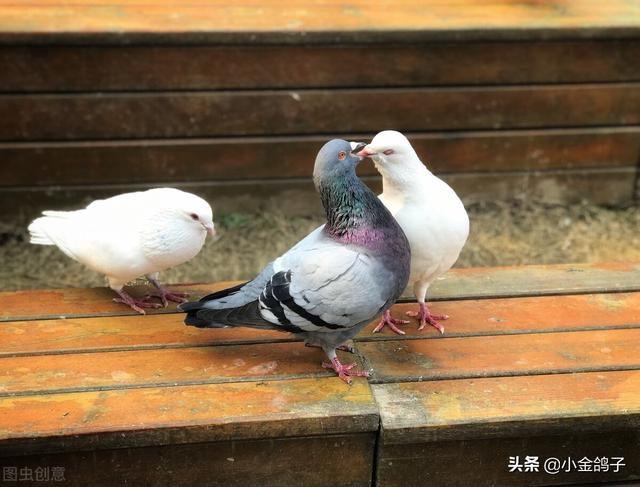 如何给刚买的鸽子开家？学会鸽友的方法，可以减少丢鸽子