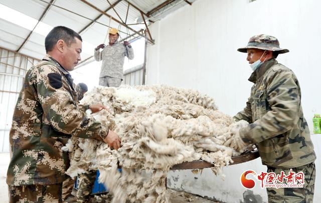 甘肃肃南：60多万只高山细毛羊换“夏装”