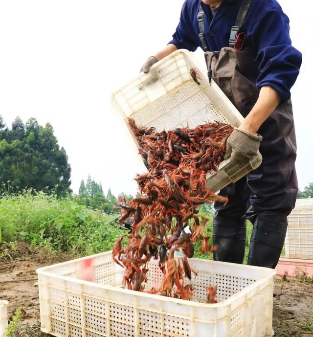 养虾模式再升级！天府农博园这个龙虾养殖场实现产量、收益双增收