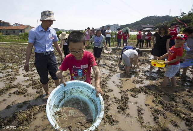 泥鳅养殖前景好吗？水泥池养殖效果如何？