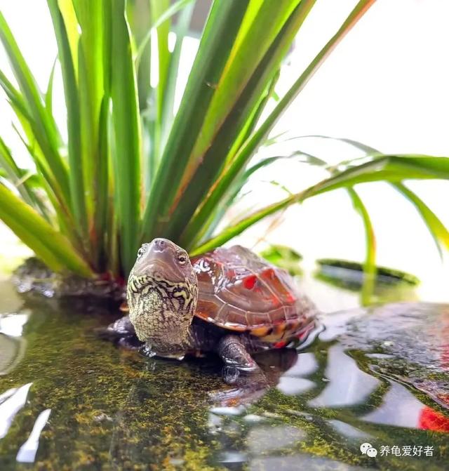 看起来不起眼，但确实很实用的养龟小妙招，快来分享