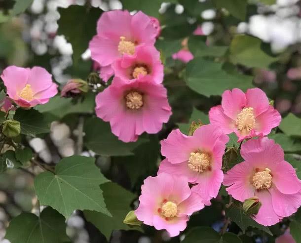 你只知道出水的芙蓉吗？其实芙蓉花拿来这样吃作用更大