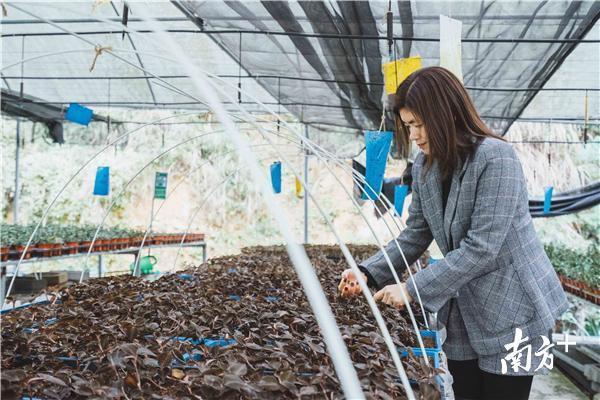 视频｜从老师到农民，惠州这名新农人要把石斛“种”到杉树上！