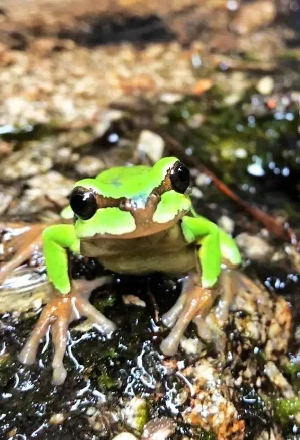 围观！佛坪发现“秦岭雨蛙”罕见交配的精彩瞬间