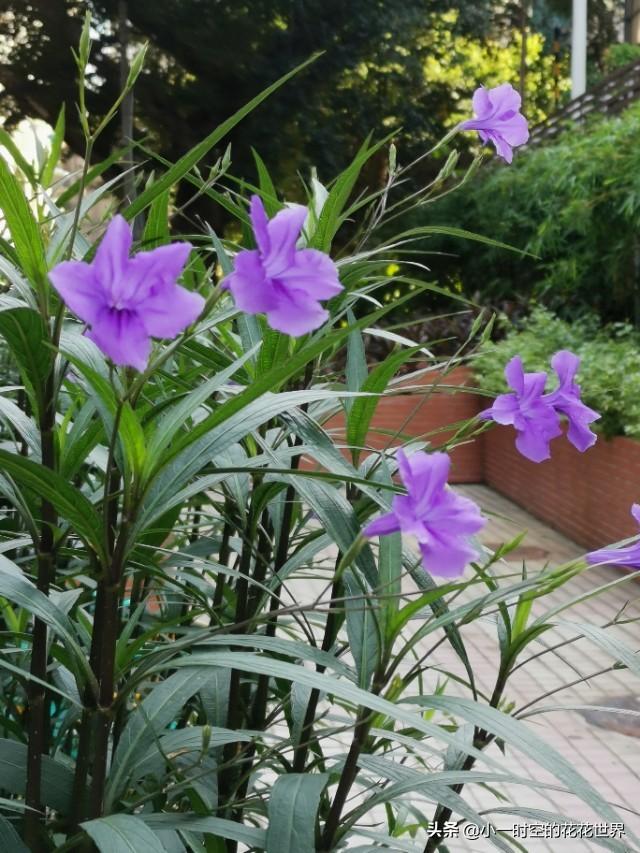 花花世界：花草的魅力之“狭叶翠芦莉”