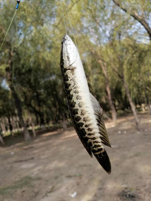 初钓潮白河巧擒大黑鱼 独得上天眷顾