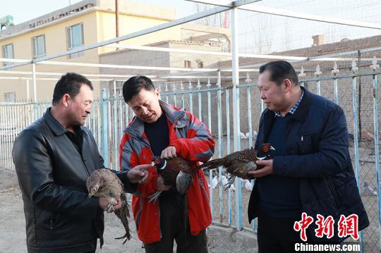 新疆和硕县“珍禽”驯养化农户增收“尝”甜头