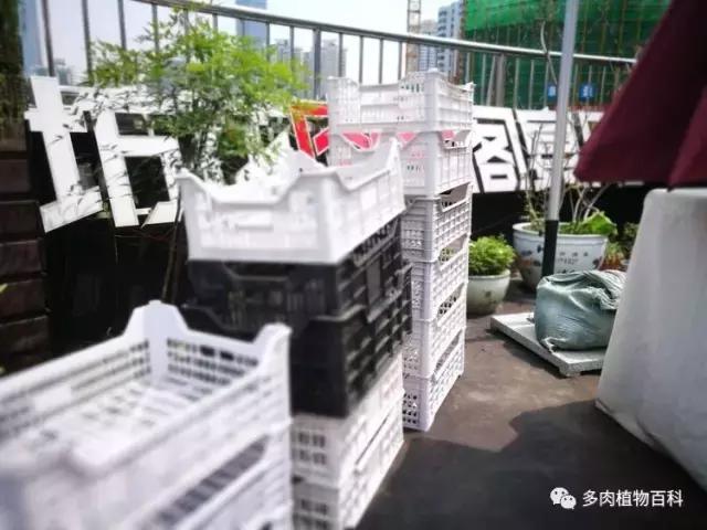 终极版多肉叶插育苗神器：防猫、度夏皆无忧！