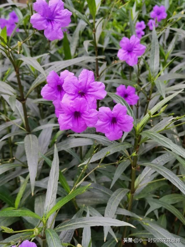 花花世界：花草的魅力之“狭叶翠芦莉”