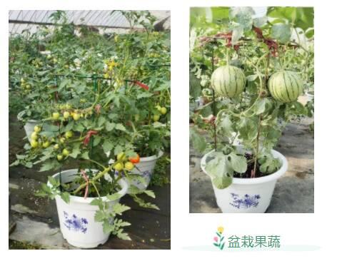 潍坊寿光市：小夫妻把蔬菜种进花盆，一年纯收入50万