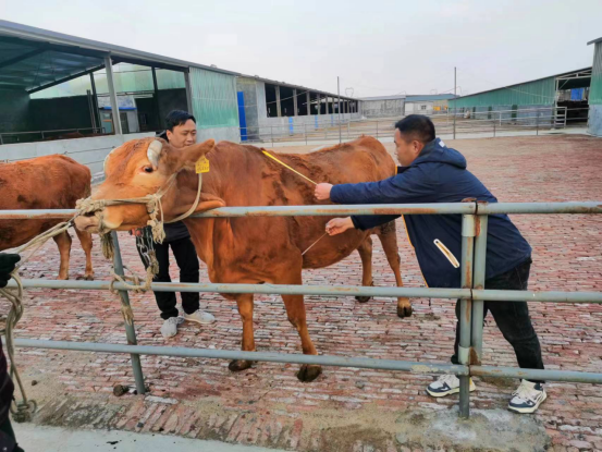 现场审核济宁兴云牧业有限公司顺利通过省级肉牛核心育种场