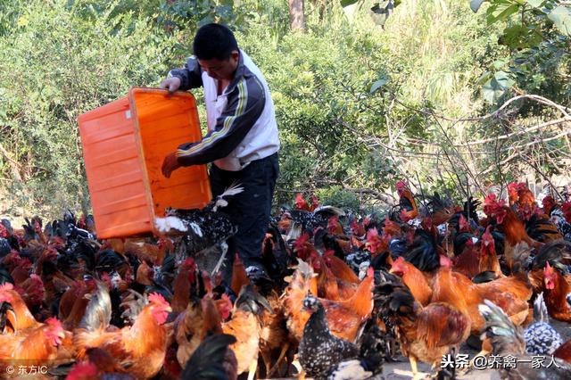 养鸡秘诀：散养土鸡营养餐—黄粉虫养殖技术揭秘 太详细了！收藏！