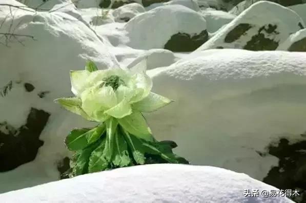 国家Ⅱ级保护濒危珍稀植物：天山雪莲频临灭绝