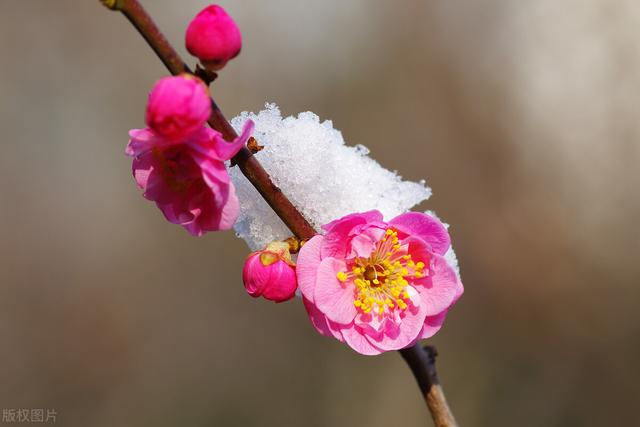 “不经苦寒花难开”的品种，下雪也别搬进屋，冻冻更娇艳