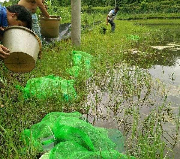 淡水小龙虾的6种养殖模式，供养殖者参考！