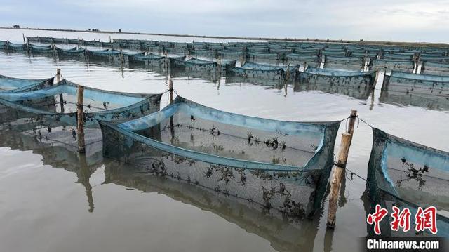 （走进中国乡村）吉林昔日“瀚海”养出“鲜甜蟹”