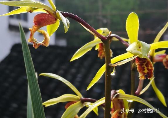 野生蕙兰在室内怎样才能养好？4个关键点，决定成败