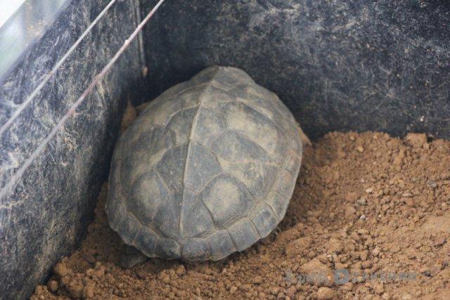 这个基地养龟4 万只 9 年才产 4 枚卵的金钱龟单只可卖 10 万余元