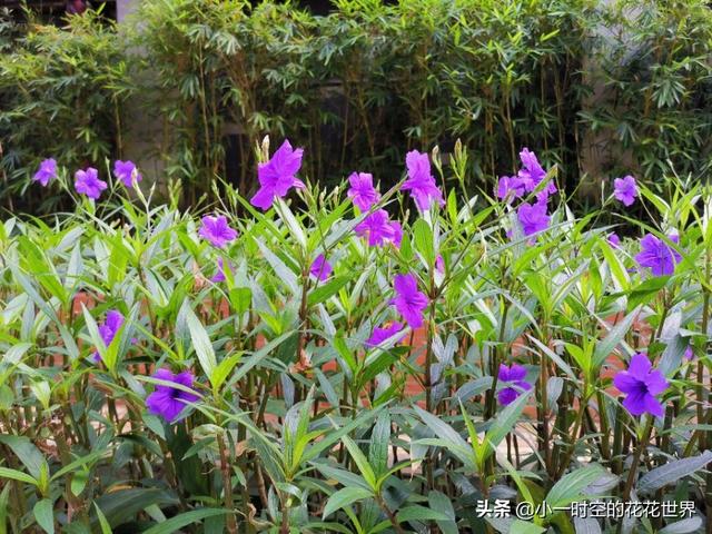 花花世界：花草的魅力之“狭叶翠芦莉”