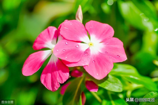 冬季这样养护长春花，可以枝繁叶茂，花开爆盆