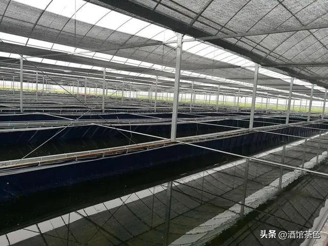 水蛭的生活习性，及其在静水池塘中运用网箱养殖的技术要点