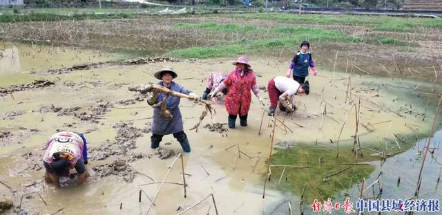 广西巴马凤凰乡：盘活乡村一池水催生鳅藕产业链