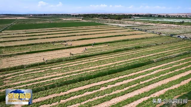 锡航农业山丹县10万头肉牛养殖基地建设项目开工