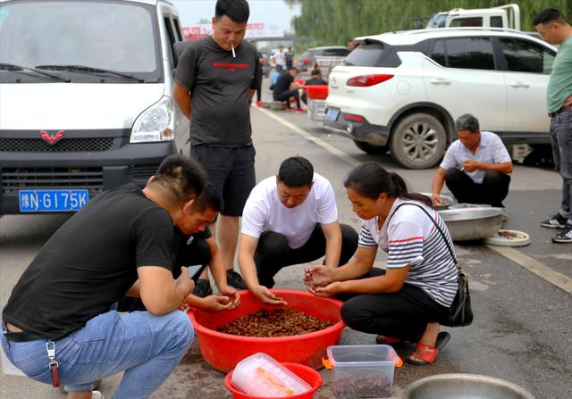 河南男子捉金蝉，日入近千元，背后是“暗流涌动”的金蝉养殖市场