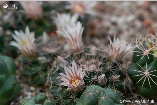 多肉植物安全度夏的秘诀在这  附多肉大棚拍的大量高清图片