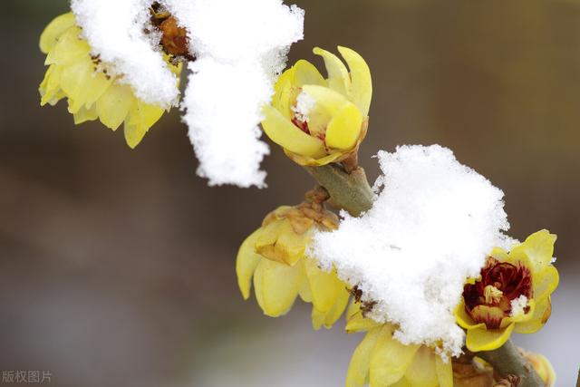 “不经苦寒花难开”的品种，下雪也别搬进屋，冻冻更娇艳