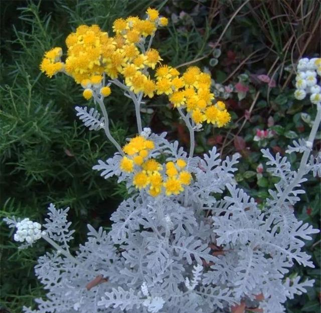 这花叶子有特色，落满冰霜似冬天，家里养一株清热降温就够了