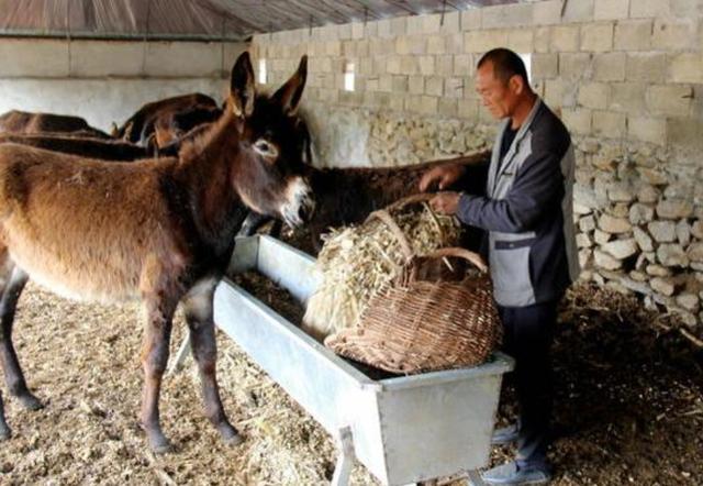 辽宁老人捡140斤太岁，猛赚300万，如今躲树屋喝“大酒”寻开心