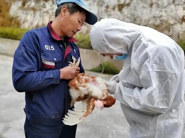 寒冷多雨，科学应对畜禽和牛羊养殖的管理挑战