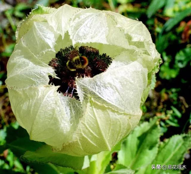 国家Ⅱ级保护濒危珍稀植物：天山雪莲频临灭绝