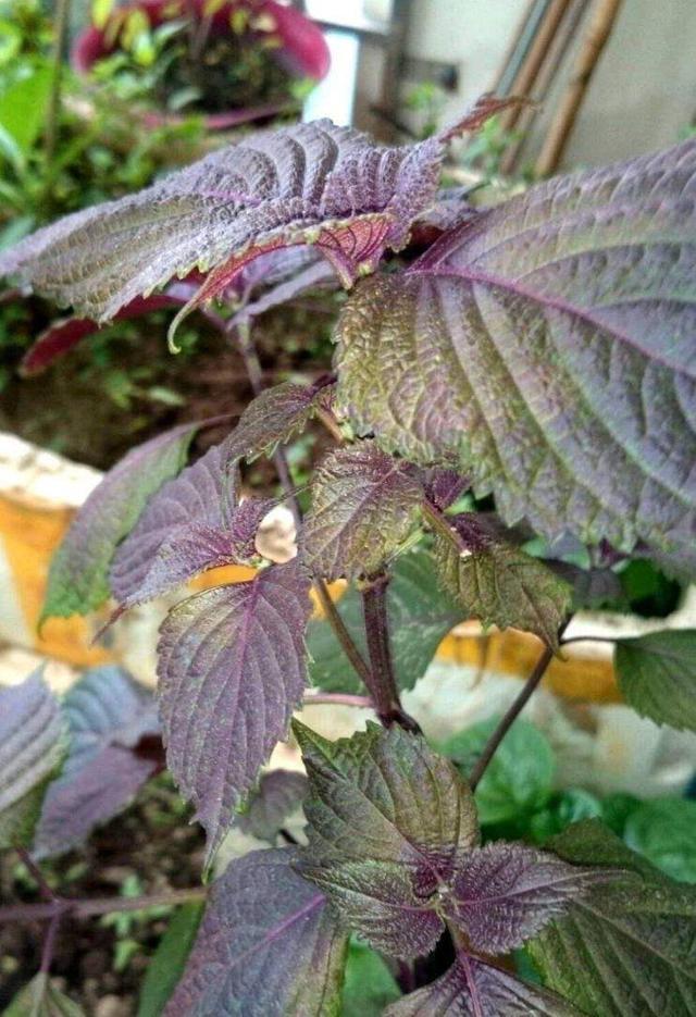 阳台一定要养“3种”花草，自带香味，能吃能看，好养皮实长一片