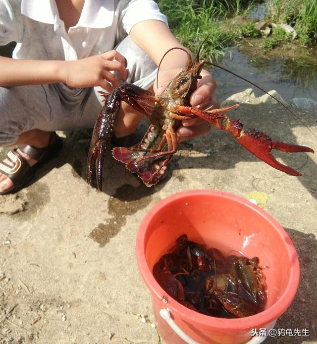 小龙虾生活在臭水沟，有细菌微生物？传言虽不实，但并非毫无根据