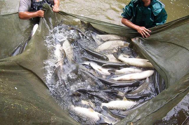 鱼儿离不开水，水深水质很重要，三层养殖效益高，6个月份需记牢