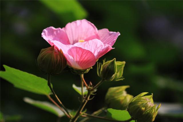 你只知道出水的芙蓉吗？其实芙蓉花拿来这样吃作用更大