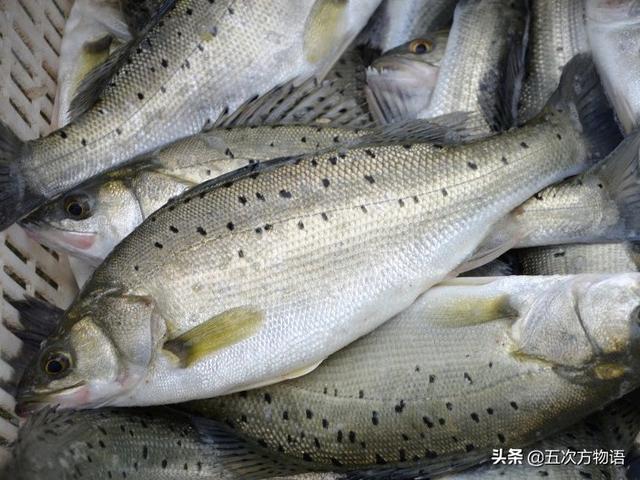 谈谈松江鲈和沙塘鳢