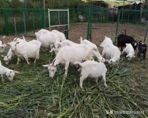 北方适合养殖的项目(北方养殖牛羊牧草，有的亩产高达30吨，有的种一次利用15年以上。)