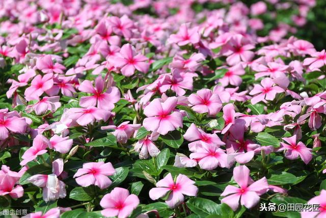 冬季这样养护长春花，可以枝繁叶茂，花开爆盆