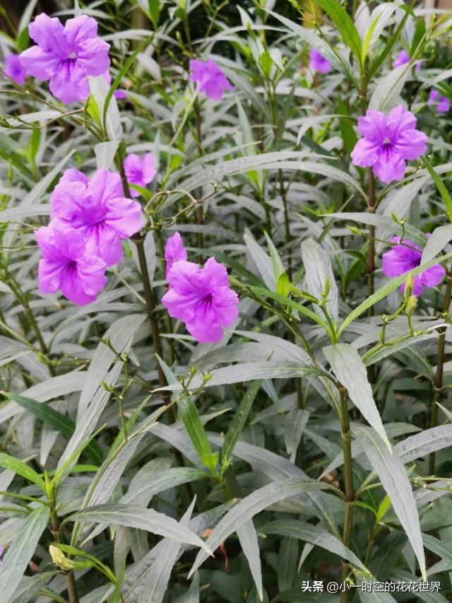 花花世界：花草的魅力之“狭叶翠芦莉”