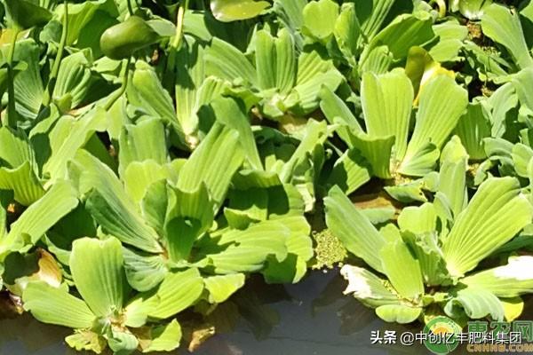 水芙蓉怎么养才好？