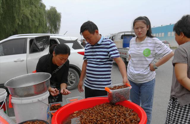 河南男子捉金蝉，日入近千元，背后是“暗流涌动”的金蝉养殖市场