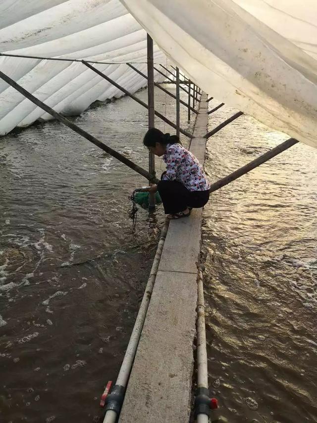 水产养殖必须要解决的问题-硝酸盐和亚硝酸盐的升高