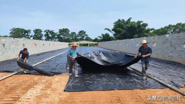 贵港正在建设的这家农场，年产约100万羽肉鸡