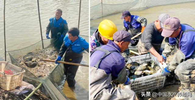 亩产2200斤，亩纯利润近2.4万元！又一塘饲料鳜鱼成功上市！